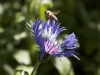 Flower in my parents garden