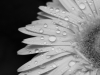 After a rain