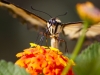 Butterfly in the backyard