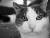 Durham Cat