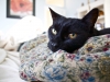 Houston, TX cat