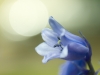 Durham Flower