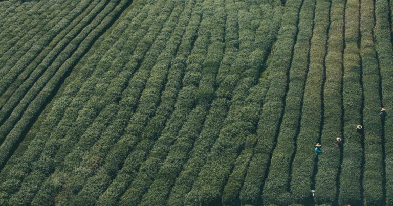 Developer monitoring WordPress website security and updates on a screen